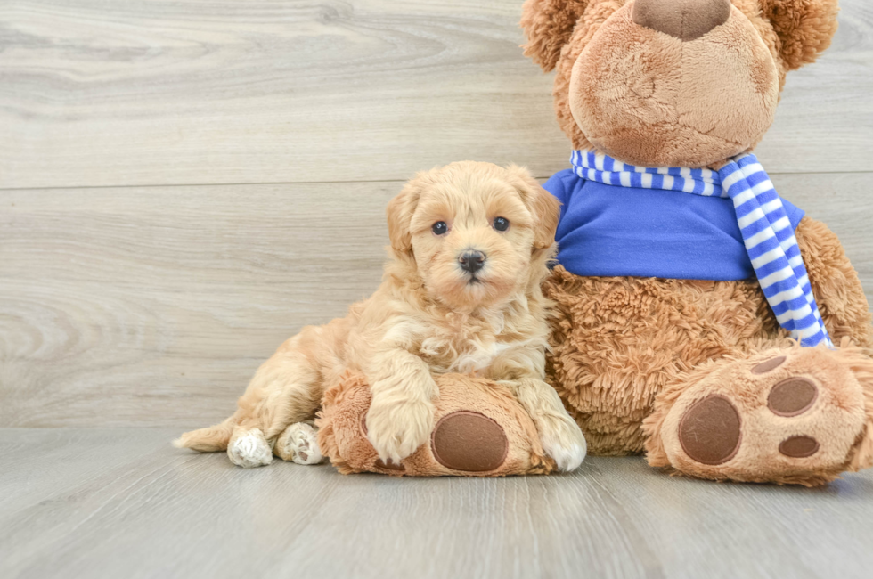 8 week old Maltipoo Puppy For Sale - Simply Southern Pups