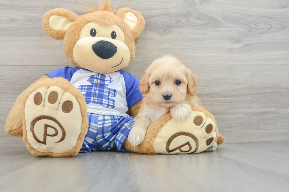 6 week old Maltipoo Puppy For Sale - Simply Southern Pups