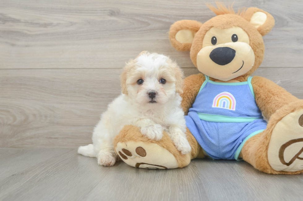 6 week old Maltipoo Puppy For Sale - Simply Southern Pups