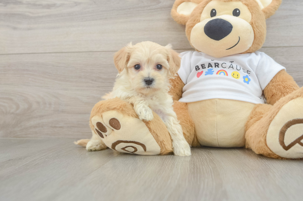6 week old Maltipoo Puppy For Sale - Simply Southern Pups