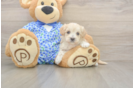 Happy Maltipoo Baby