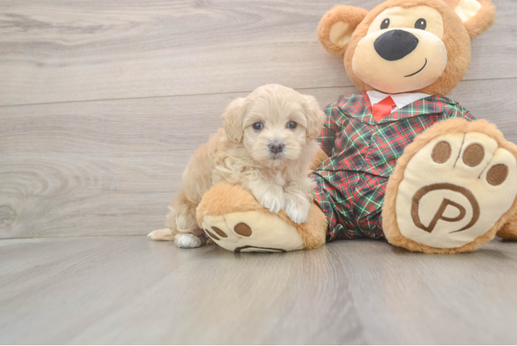 Maltipoo Pup Being Cute