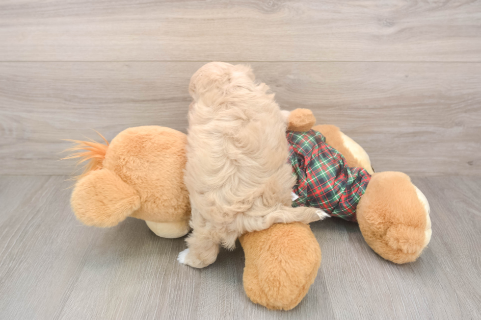 Petite Maltipoo Poodle Mix Pup