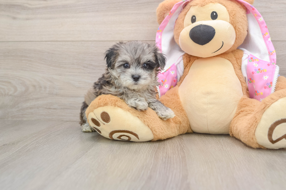 Maltipoo Puppy for Adoption