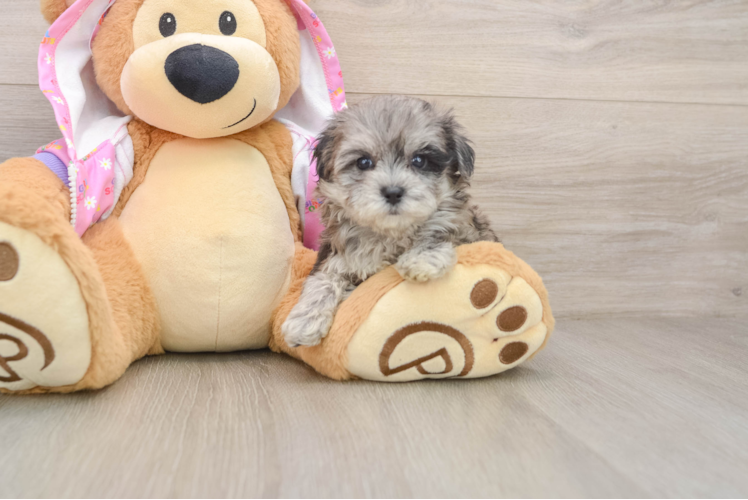 Maltipoo Puppy for Adoption