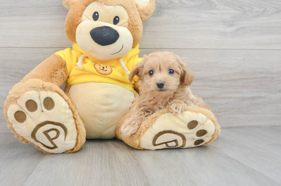 7 week old Maltipoo Puppy For Sale - Simply Southern Pups