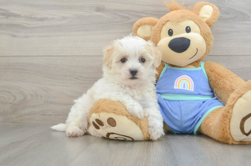 6 week old Maltipoo Puppy For Sale - Simply Southern Pups