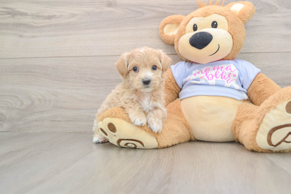 Maltipoo Pup Being Cute