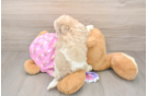 Hypoallergenic Moodle Poodle Mix Puppy