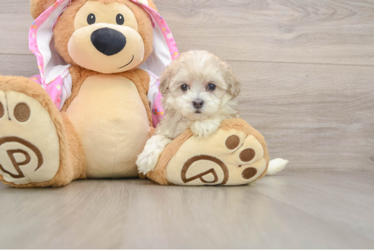 Smart Maltipoo Poodle Mix Pup
