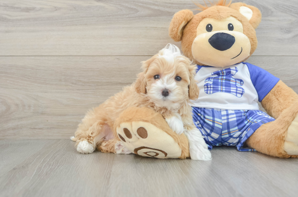 6 week old Maltipoo Puppy For Sale - Simply Southern Pups