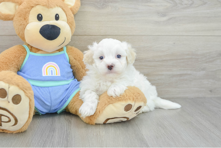 Best Maltipoo Baby