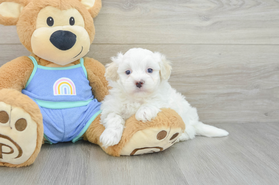 5 week old Maltipoo Puppy For Sale - Simply Southern Pups