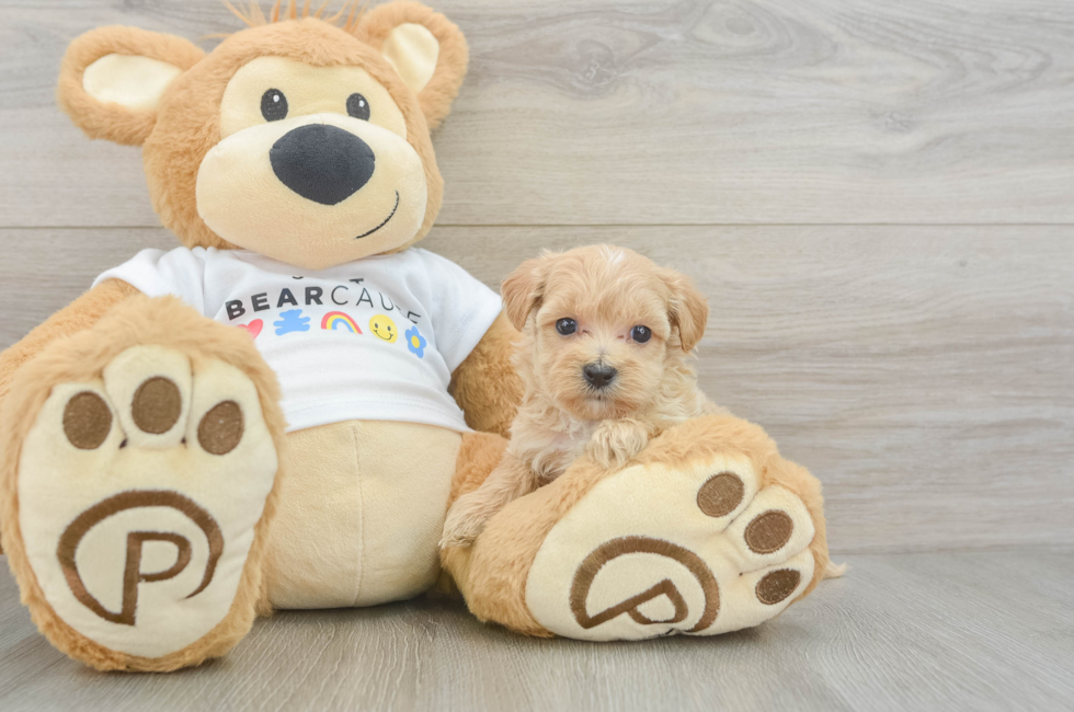 6 week old Maltipoo Puppy For Sale - Simply Southern Pups
