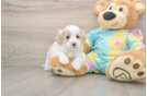 Fluffy Maltipoo Poodle Mix Pup