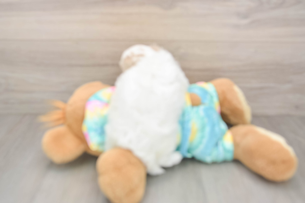 Happy Maltipoo Baby