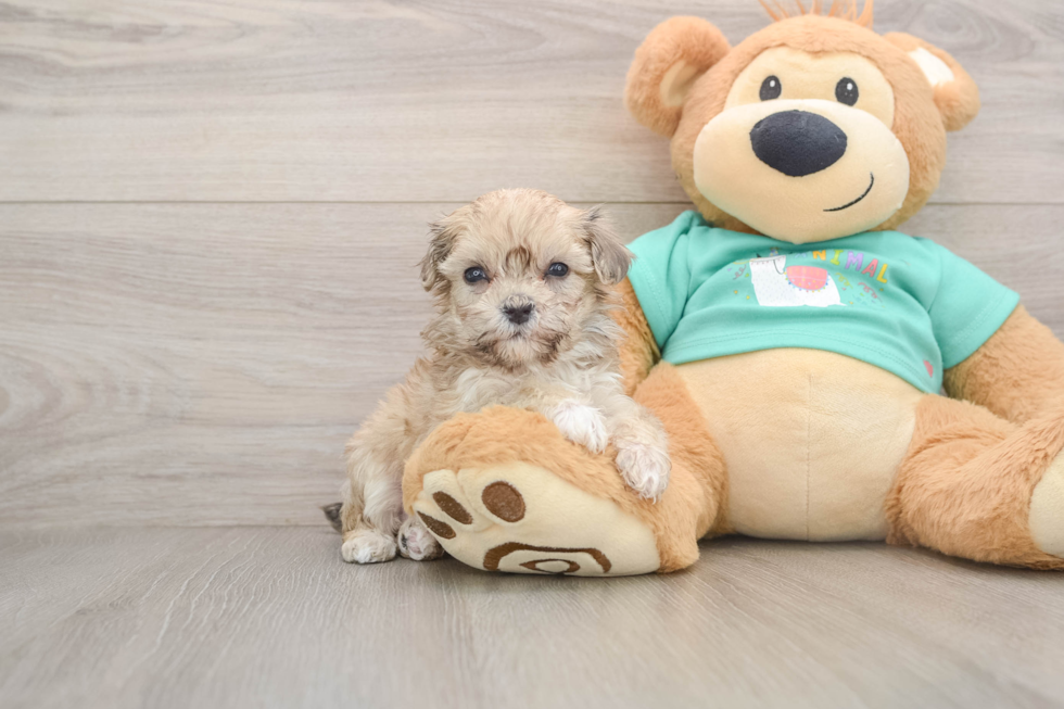 Friendly Maltipoo Baby