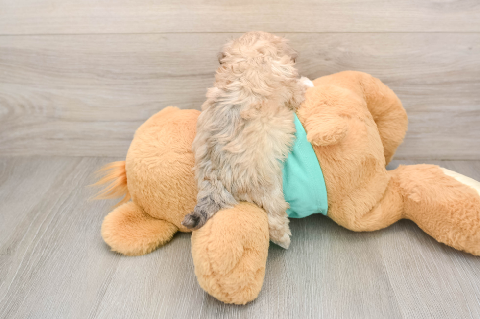 Best Maltipoo Baby