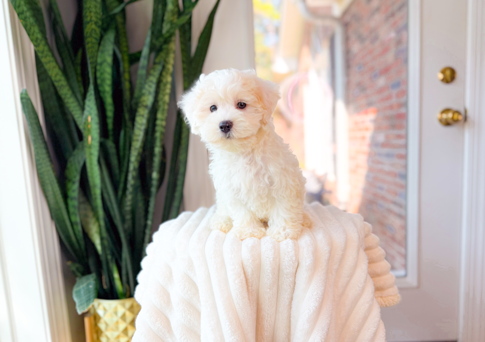 Cute Maltipoo Baby