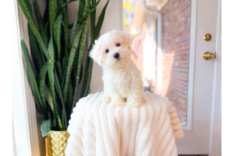 Best Maltipoo Baby