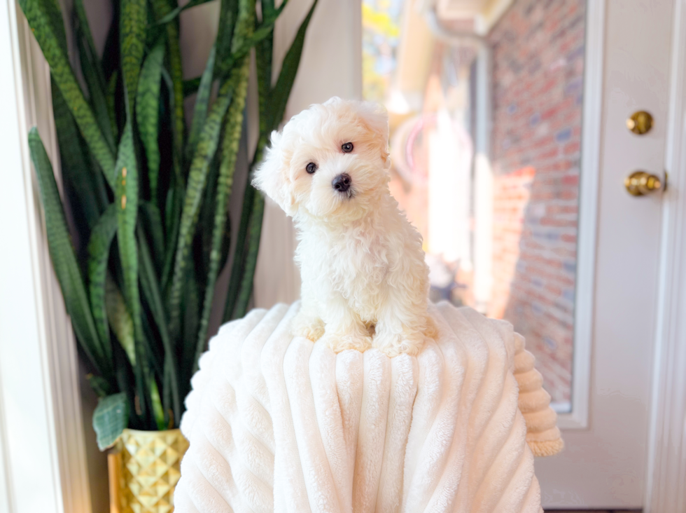 Best Maltipoo Baby