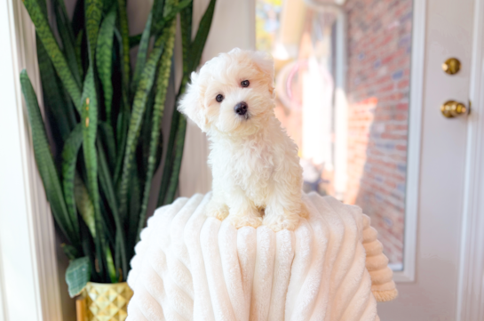 Best Maltipoo Baby