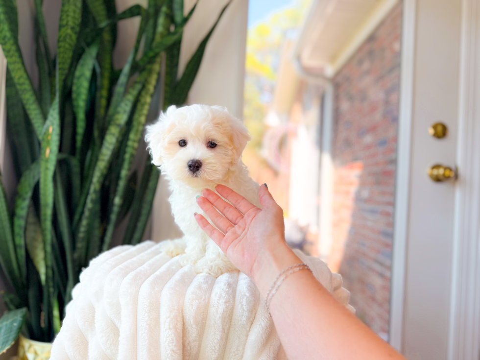 Best Maltipoo Baby