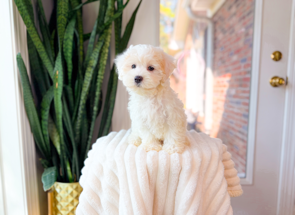 Cute Malt a Poo Poodle Mix Puppy
