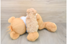 Cute Maltipoo Baby
