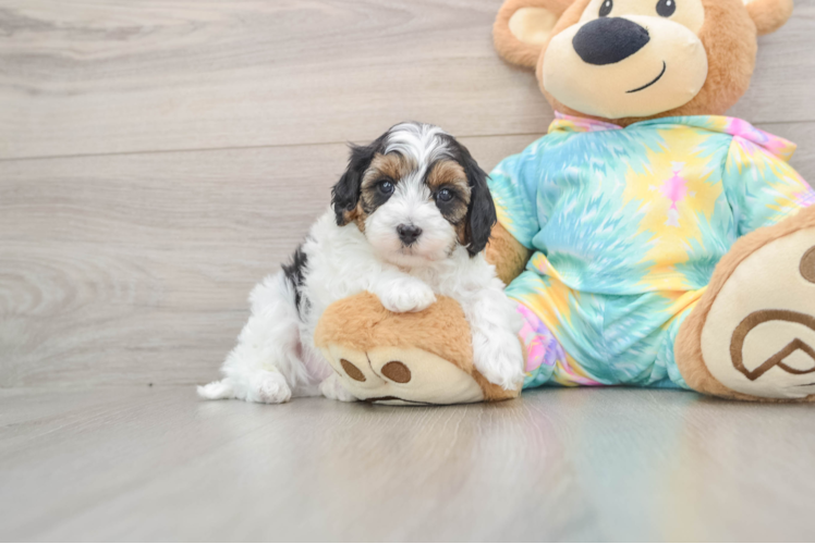 Sweet Maltipoo Baby