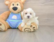 8 week old Maltipoo Puppy For Sale - Simply Southern Pups