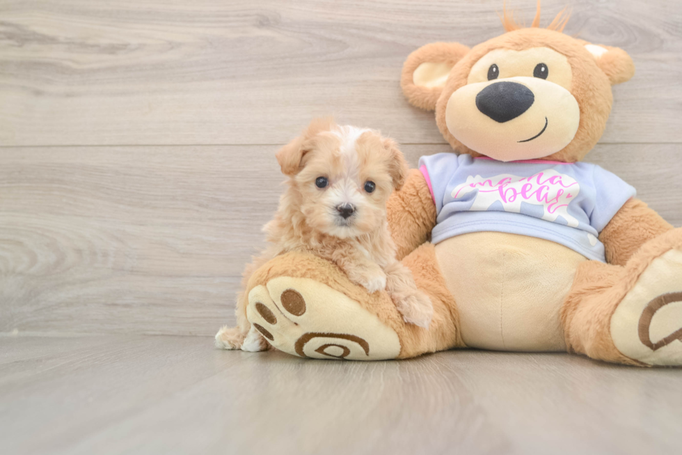 Best Maltipoo Baby