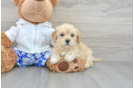 Best Maltipoo Baby
