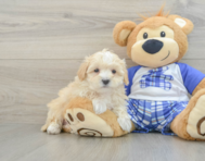 8 week old Maltipoo Puppy For Sale - Simply Southern Pups