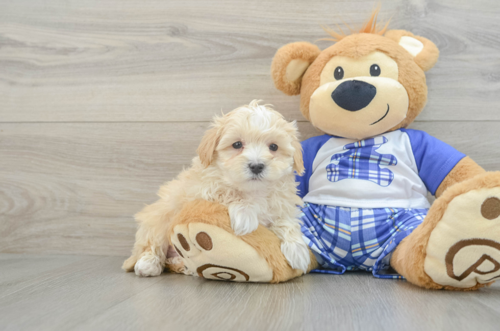 6 week old Maltipoo Puppy For Sale - Simply Southern Pups