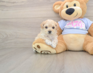 8 week old Maltipoo Puppy For Sale - Simply Southern Pups