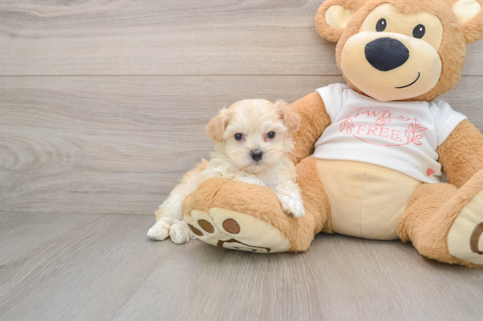 Best Maltipoo Baby