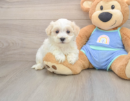 8 week old Maltipoo Puppy For Sale - Simply Southern Pups