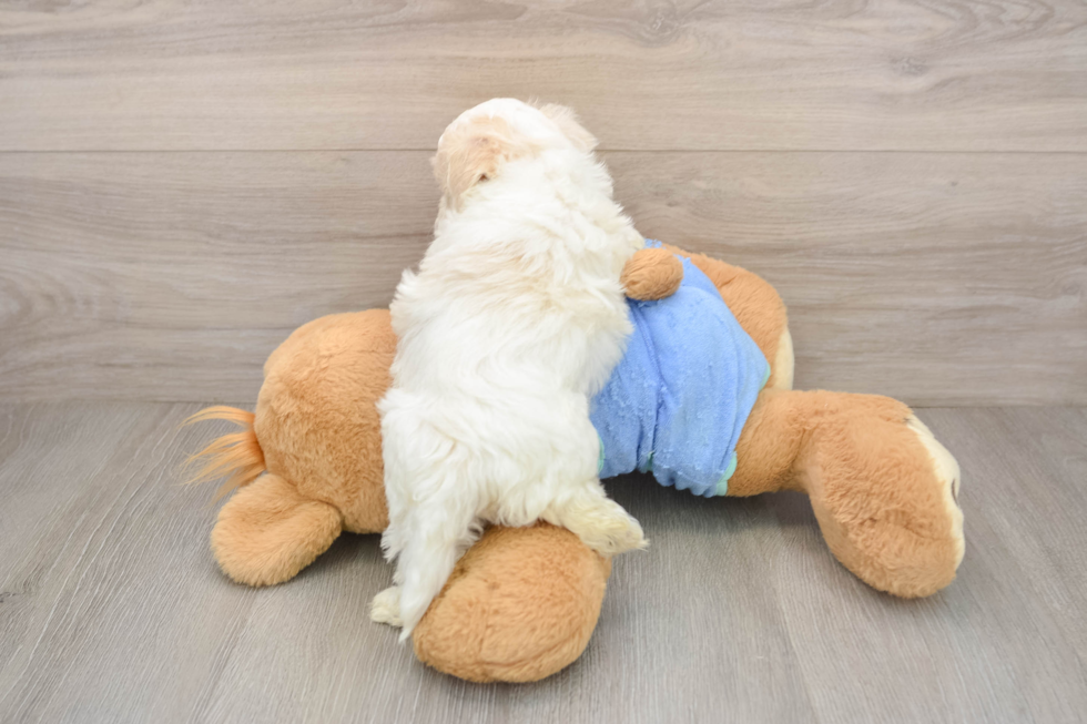 Maltipoo Puppy for Adoption