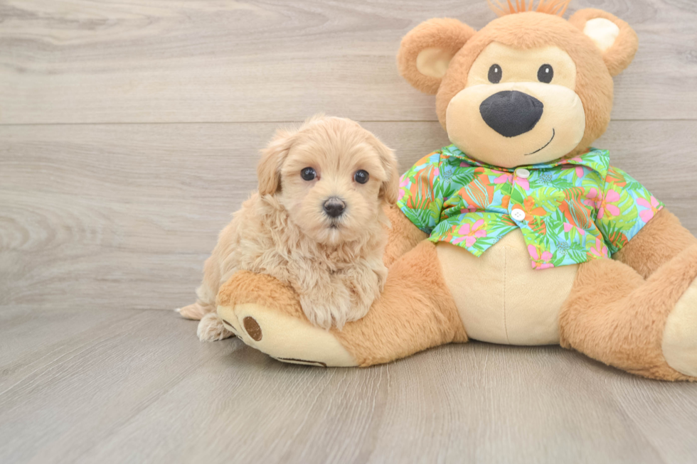 Sweet Maltipoo Baby