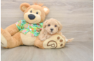 Best Maltipoo Baby