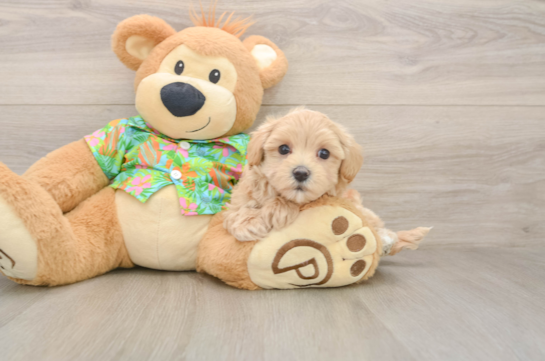 Best Maltipoo Baby