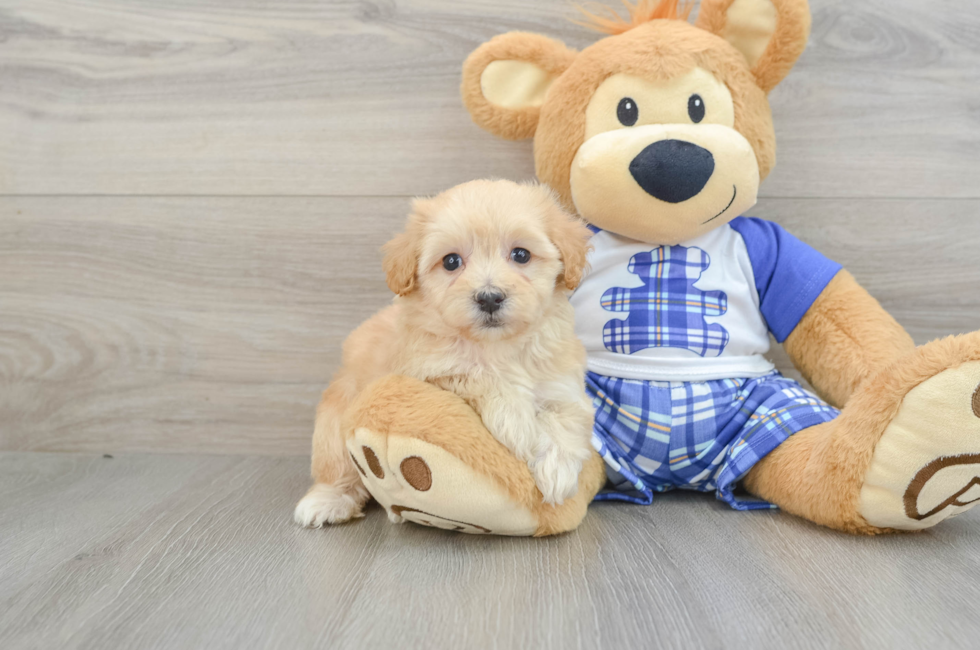 6 week old Maltipoo Puppy For Sale - Simply Southern Pups