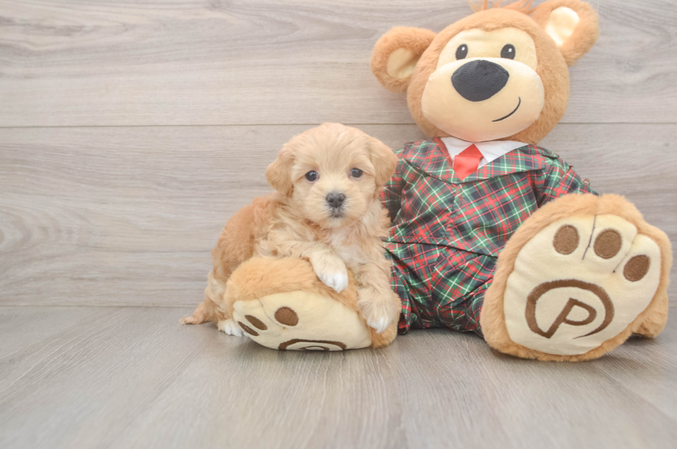 5 week old Maltipoo Puppy For Sale - Simply Southern Pups