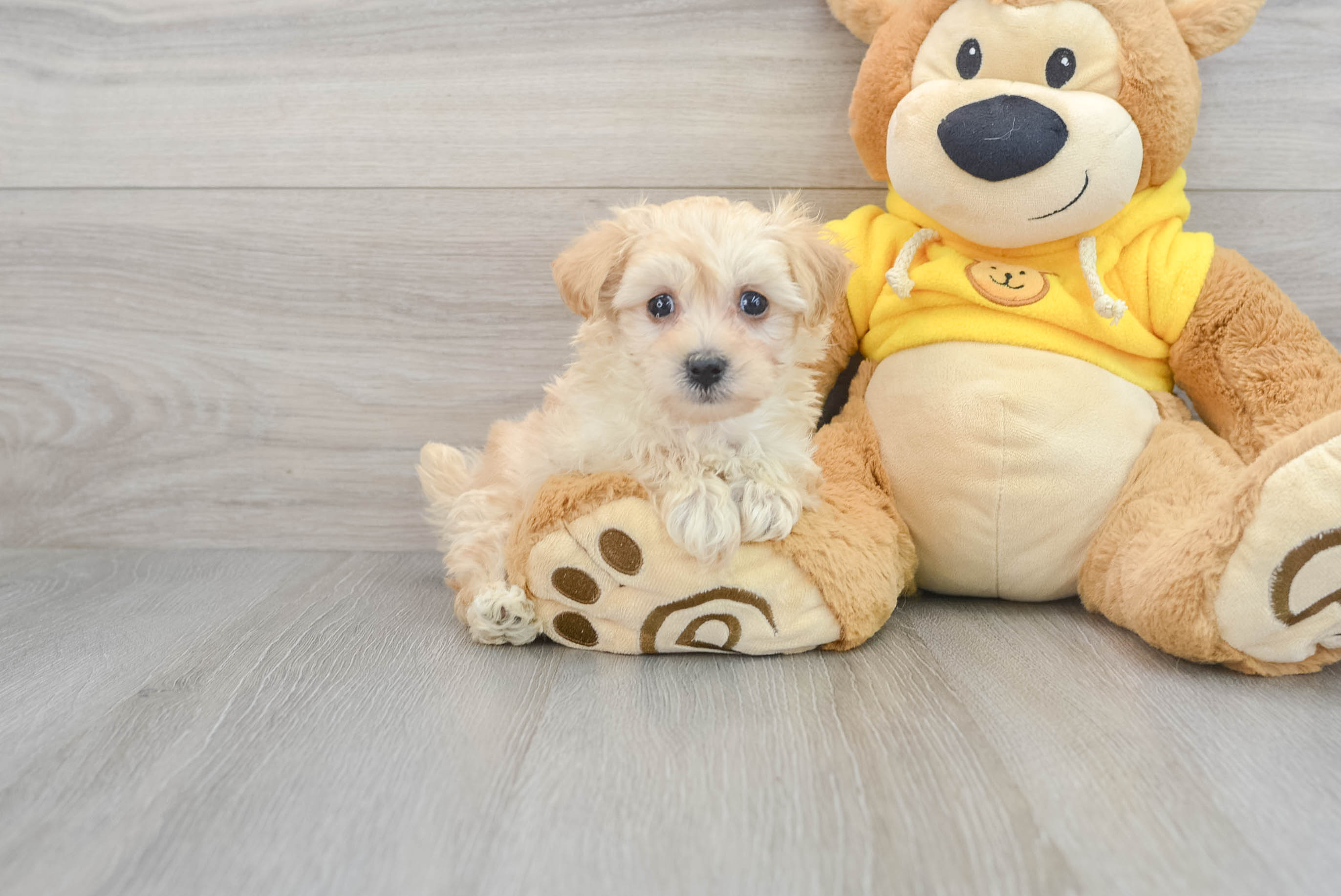 Cuddly sales maltipoo puppies