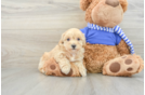 Little Maltepoo Poodle Mix Puppy