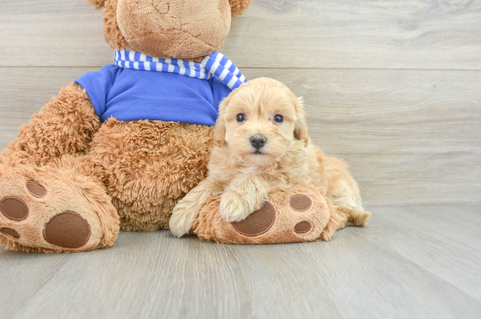 8 week old Maltipoo Puppy For Sale - Simply Southern Pups