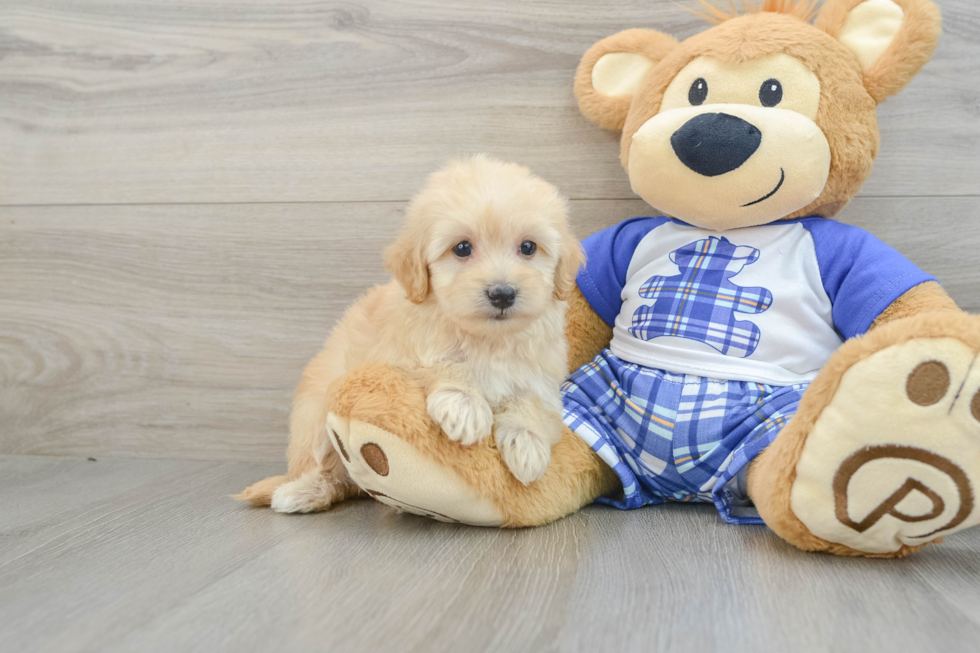 Fluffy Maltipoo Poodle Mix Pup