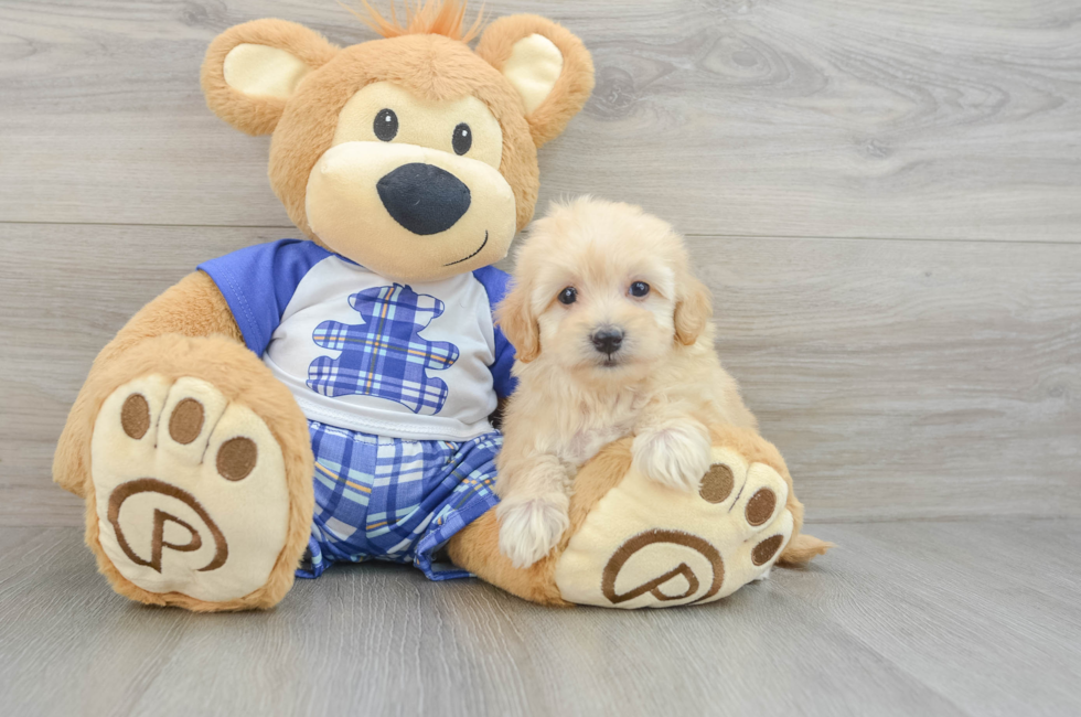 6 week old Maltipoo Puppy For Sale - Simply Southern Pups