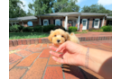 Cute Malt a Poo Poodle Mix Puppy